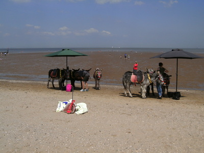 Donkey rides at Cleethorpes