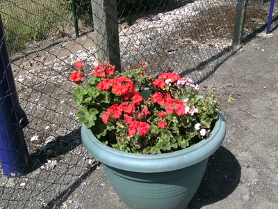 One of several planters at Thornton Abbey station