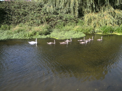 River Freshney with signets