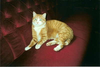 Rocky, the Cleethorpes station cat in 1999